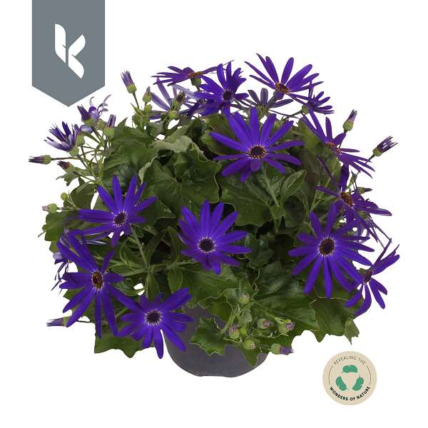 Picture of Senecio senetti deep blue
