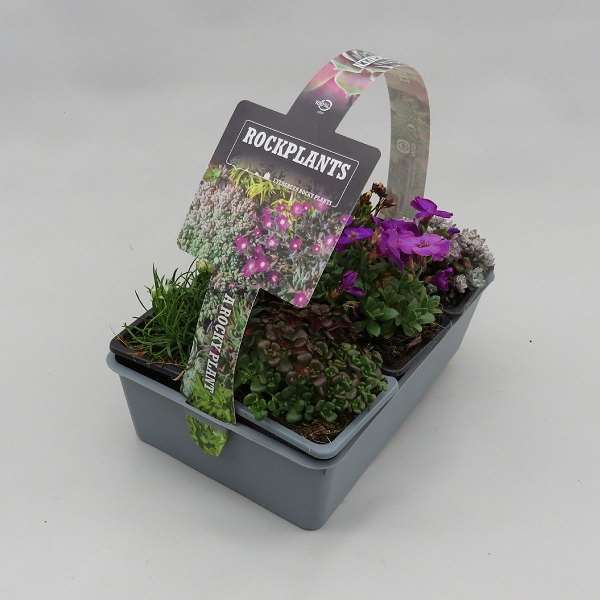Picture of ALPINES MIX 06-PACK
