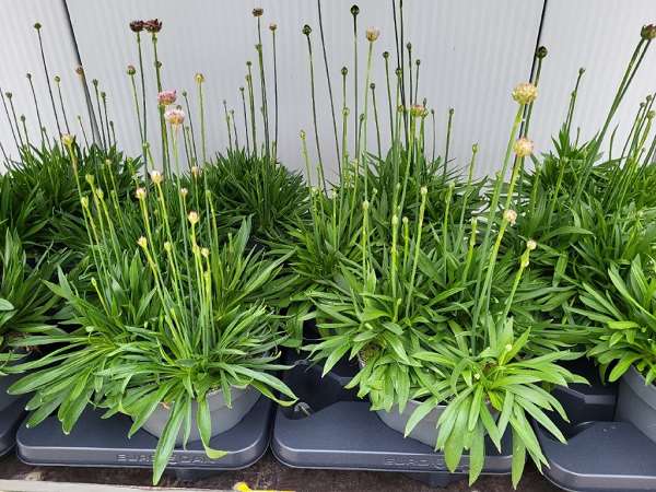 Picture of Armeria pseudarmeria ballerina