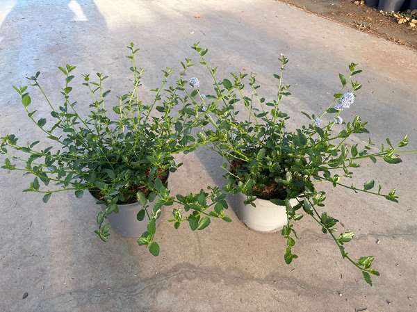 Picture of Ceanothus thyrs  repens
