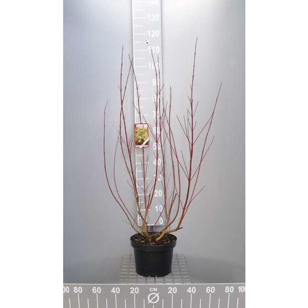 Picture of Cornus alba 'gouchaultii'
