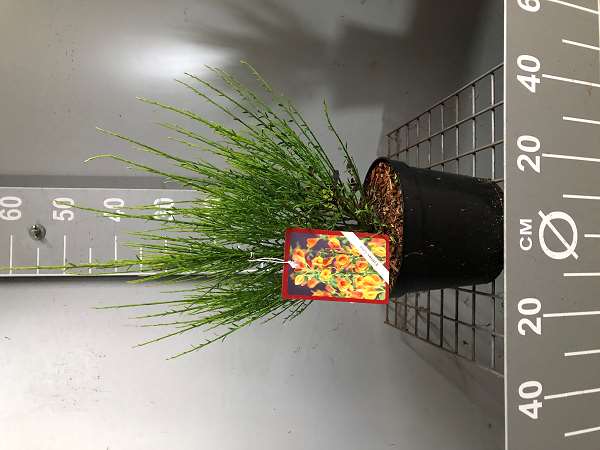 Picture of Cytisus scoparius lena
