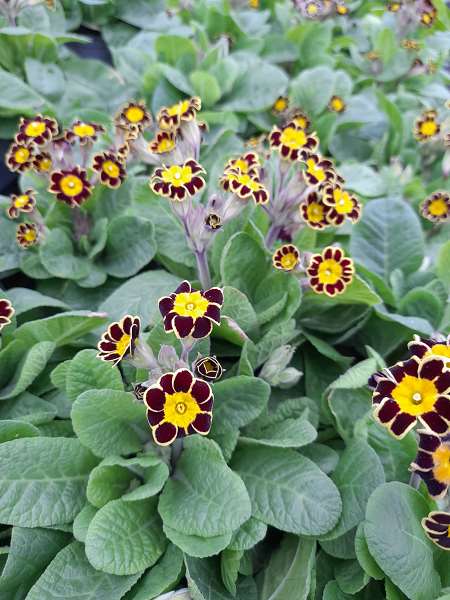 Picture of PRIMULA ACAULIS MR. GOLD LACED