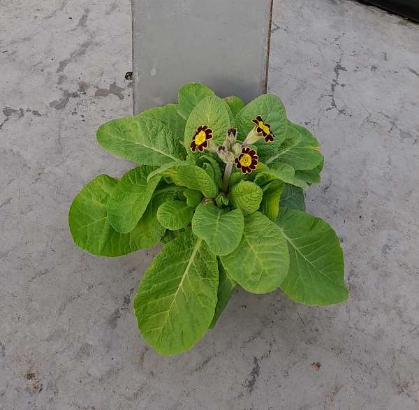 Picture of PRIMULA ACAULIS MR. GOLD LACED