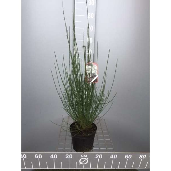 Picture of Cytisus praecox 'albus'