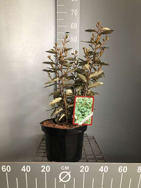 Picture of ELAEAGNUS EBBINGEI COMPACTA