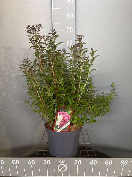 Picture of Spiraea japonica genpei