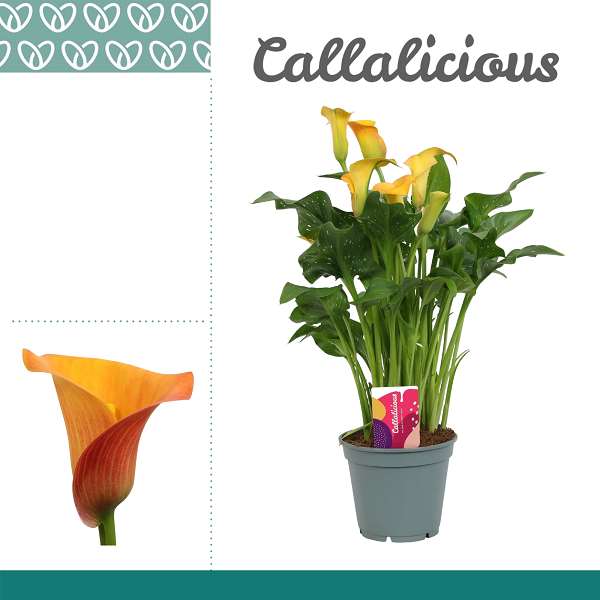 Picture of ZANTEDESCHIA ORANGE