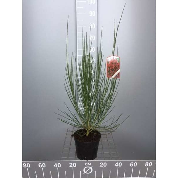 Picture of CYTISUS BOSKOOP RUBY