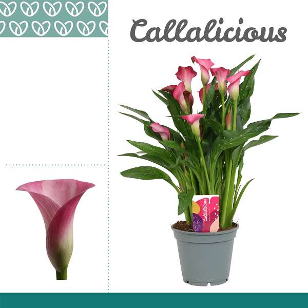 Picture of ZANTEDESCHIA PINK