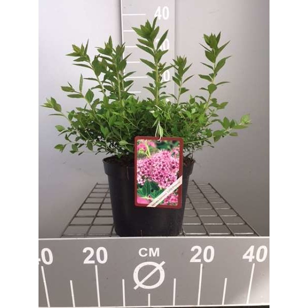 Picture of Spiraea japonica golden princess