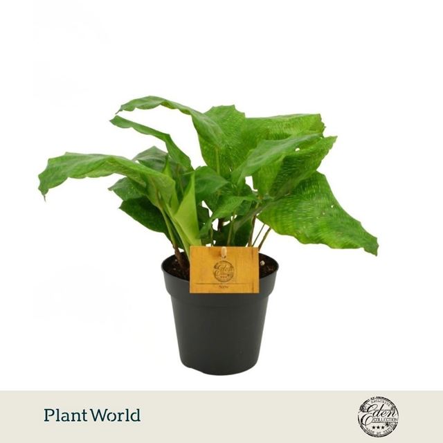 Picture of Calathea musaica network