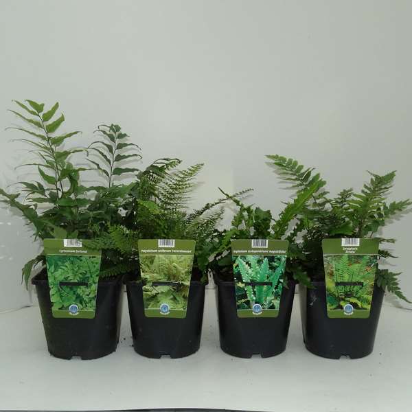 Picture of FERNS (OUTDOOR) MIX