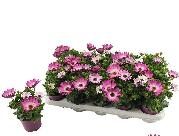 Picture of OSTEOSPERMUM SUNNY MARGARITA BICOLOR