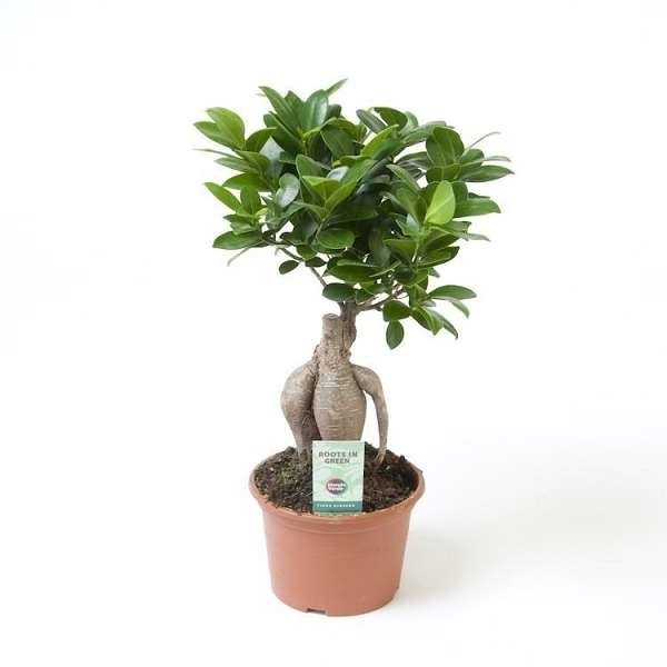 Picture of FICUS MICROCARPA GINSENG