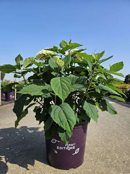 Picture of HYDRANGEA ARBORESCENS FIRST EDITIONS® FLOWERWOW® 