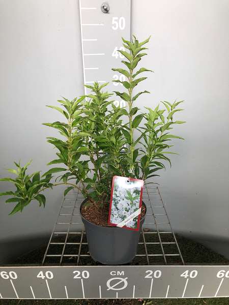 Picture of Deutzia gracilis