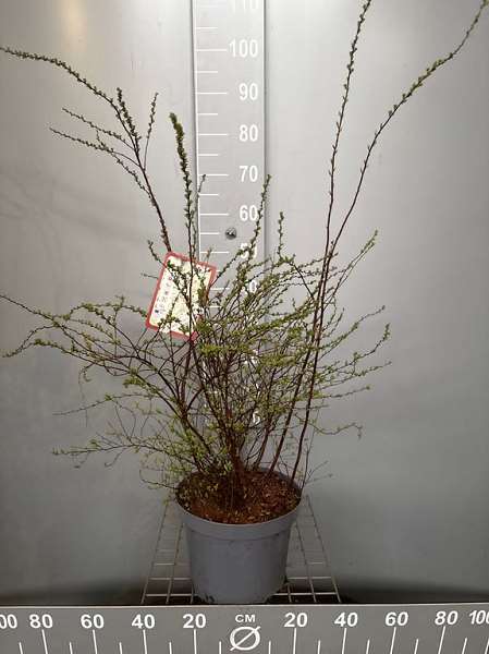 Picture of Spiraea cinerea grefsheim