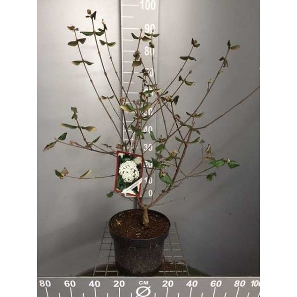 Picture of Viburnum burkwoodii