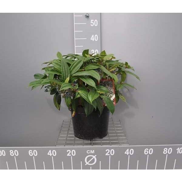Picture of Viburnum davidii
