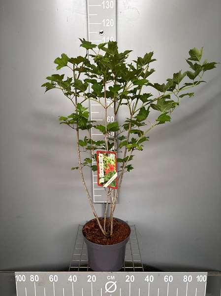 Picture of Viburnum opulus