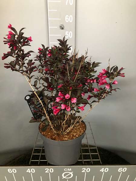 Picture of WEIGELA FLORIDA WINE & ROSES