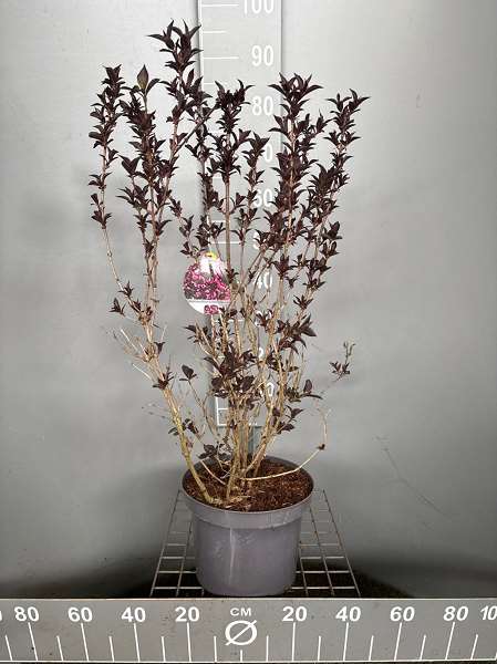 Picture of Weigela florida wine and roses