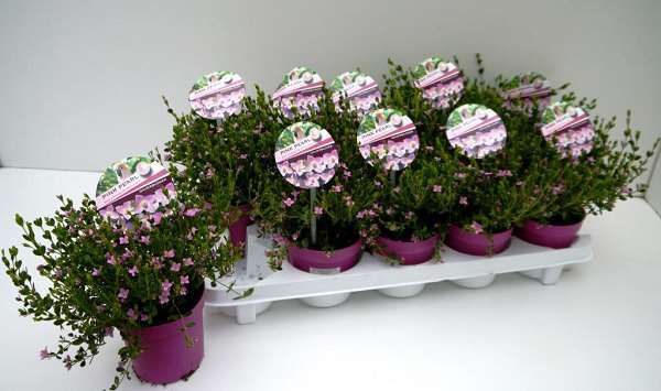 Picture of BORONIA CRENULATA PINK PEARL