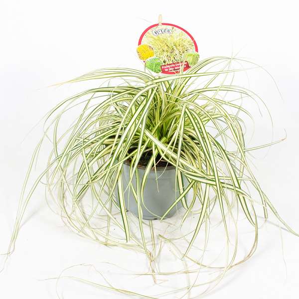 Picture of CAREX HACHIJOENSIS EVERGOLD