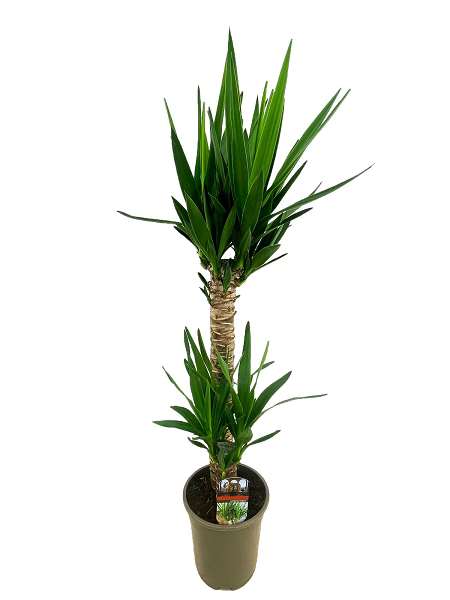 Picture of YUCCA ELEPHANTIPES 060+/30+