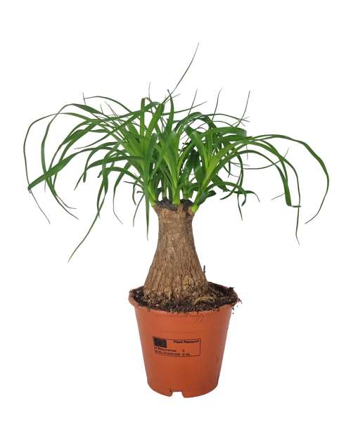 Picture of Beaucarnea recurvata nolina straight stem