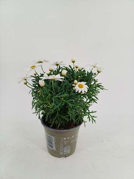 Picture of ARGYRANTHEMUM FRUTESCENS WHITE