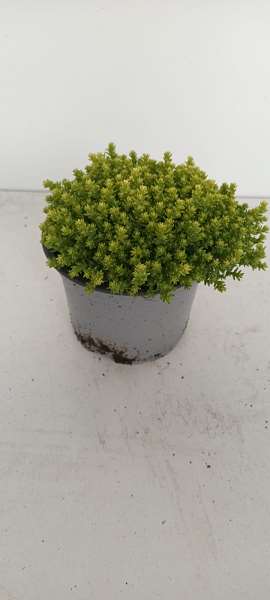 Picture of SEDUM ACRE