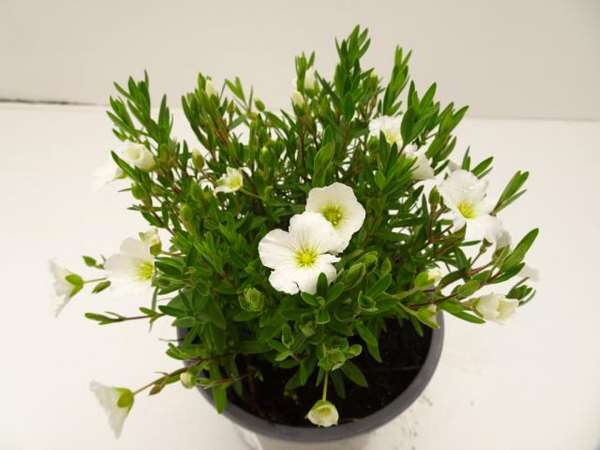 Picture of ARENARIA MONTANA SUMMER WHITE