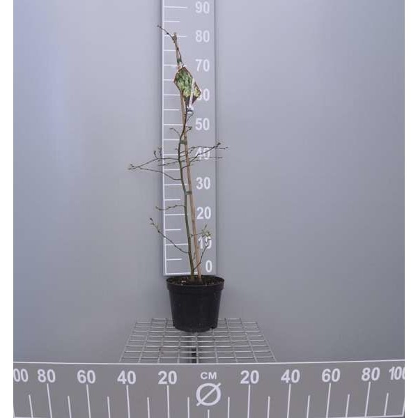 Picture of Carpinus betulus