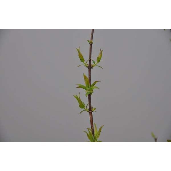 Picture of Kolkwitzia amabilis