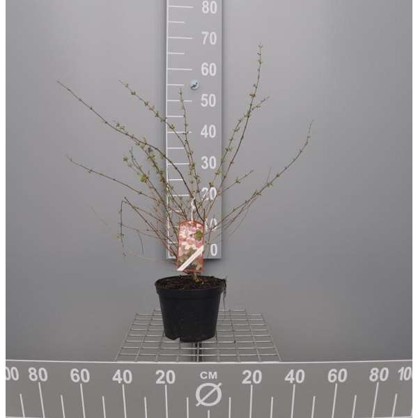 Picture of Kolkwitzia amabilis 'pink cloud'