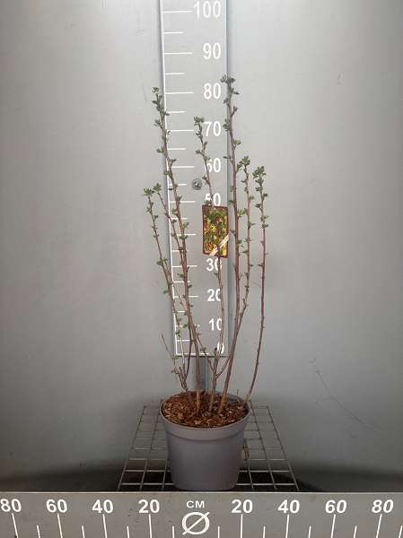 Picture of Ribes odoratum