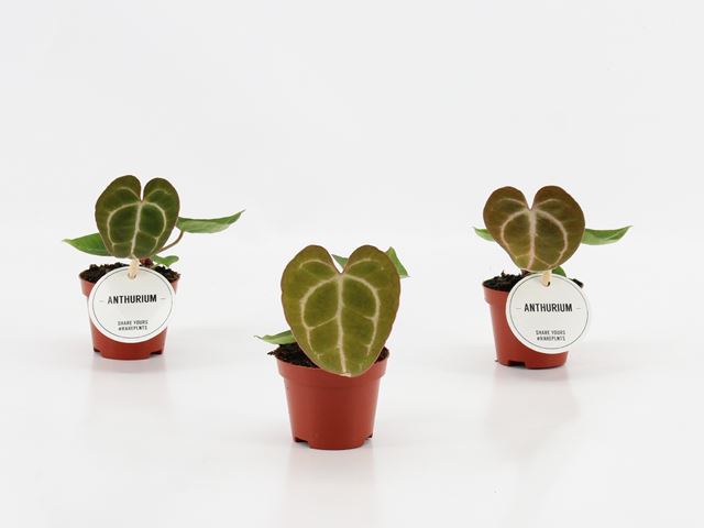 Picture of ANTHURIUM CRYSTALLINUM