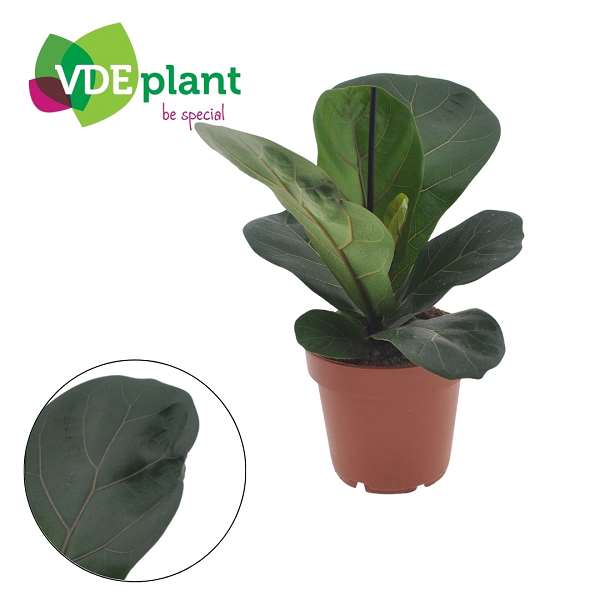 Picture of Ficus ov lyrata bambino