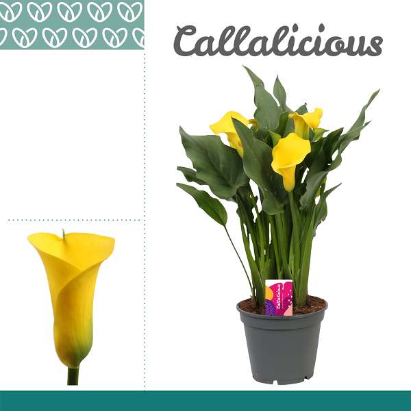 Picture of ZANTEDESCHIA YELLOW 