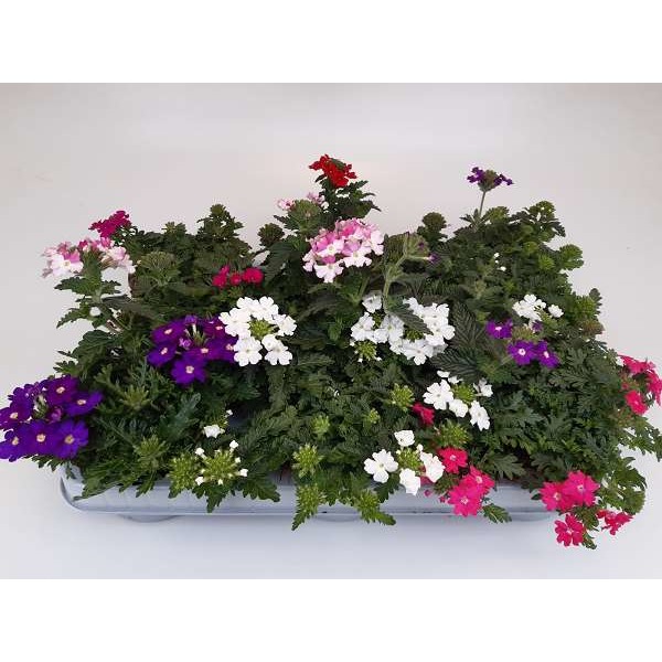 Picture of Verbena mix