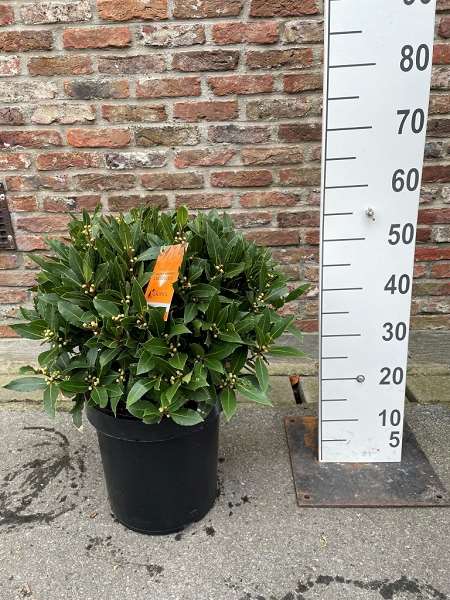 Picture of Laurus nobilis ball 040-045cm