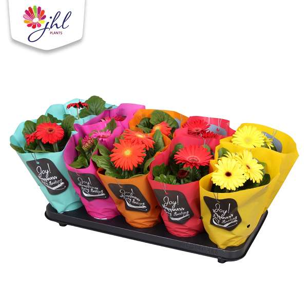 Picture of GERBERA MIX COLOURCODED