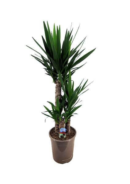 Picture of YUCCA ELEPHANTIPES 060+/30+/20+