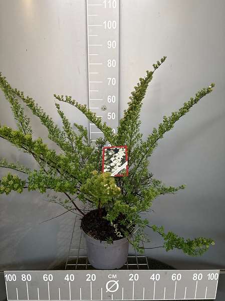 Picture of Spiraea nipponica snowmound