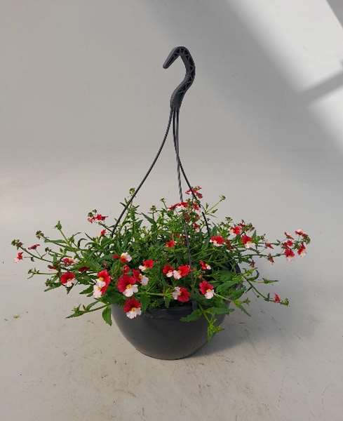 Picture of NEMESIA CHERRY ON ICE HANGING BASKET