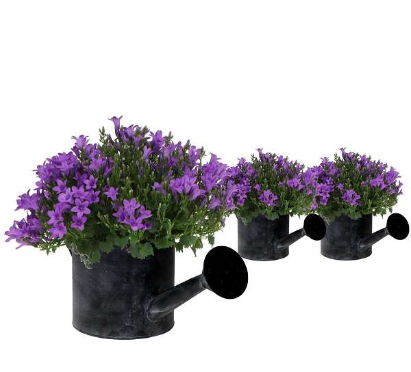Picture of CAMPANULA AMBELLA INTENS PURPLE IN WATERING-CAN