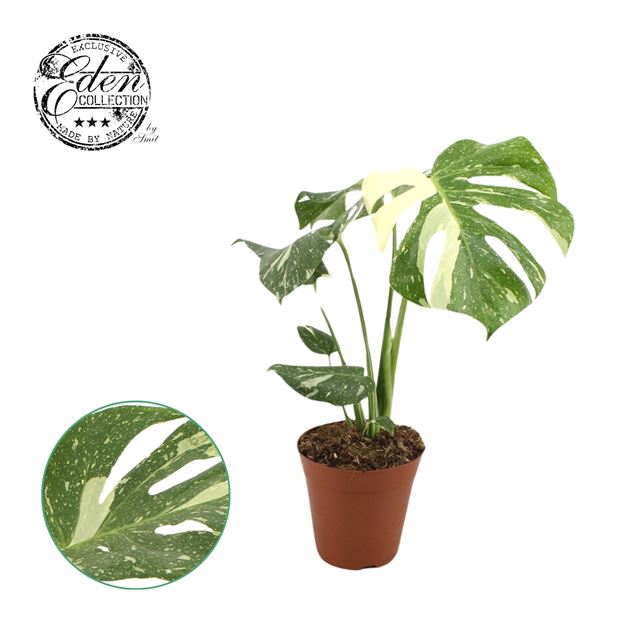 Picture of MONSTERA DELICIOSA THAI CONSTELLATION