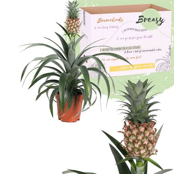 Picture of ANANAS AMIGO